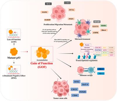 Targeting mutant p53 stabilization for cancer therapy